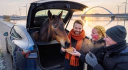 Cover art for Paard in auto gestopt in Almere