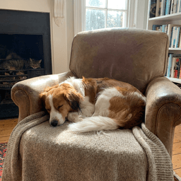 Cover art for The Lazy Dog